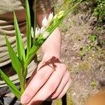 Cephalanthera longifolia ফুল