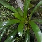 Catopsis sessiliflora Leaf