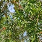 Melaleuca linariifolia Leaf