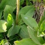 Arnica montana Leaf