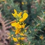 Ulex galliiफूल