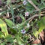 Symphyotrichum lateriflorum 花