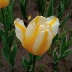 Tulipa gesnerianaFlower