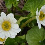 Caltha leptosepala Blomma