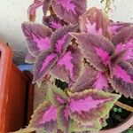 Coleus decurrensЛист