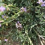 Erucaria hispanica Hoja