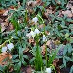 Leucojum vernum പുഷ്പം