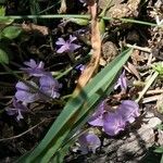 Astragalus austriacus फूल