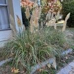 Cortaderia selloana Blad