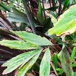 Wallichia oblongifolia Hoja