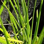 Zephyranthes carinata Ліст