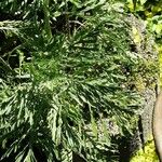 Euryops pectinatus Folio