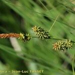 Carex mairei Λουλούδι