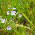Veronica anagallis-aquatica Flower