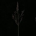 Agrostis pilosula