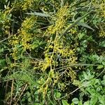 Acacia saligna Fruit