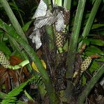 Asplundia insignis Flor