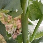 Papaver somniferum Bark