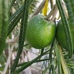 Cascabela thevetioides ഫലം