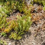 Diphasiastrum alpinum Fula