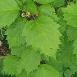 Crataegus submollis Leaf