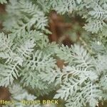 Descurainia lemsii Hábito