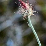 Centaurea intricata Квітка