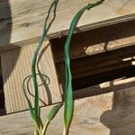 Allium ascalonicum Leaf