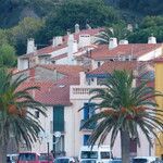 Phoenix canariensis Habit