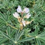 Lupinus albus Flor