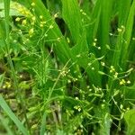 Draba nemorosa Gyümölcs