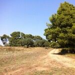 Pinus halepensis Tervik taim