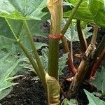 Rheum palmatum Ekosanga