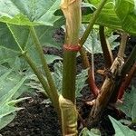 Rheum palmatum Bark