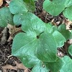 Hepatica acutiloba ᱥᱟᱠᱟᱢ