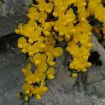 Cytisus ardoinoi Other