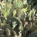 Opuntia littoralis Lapas