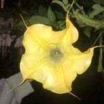 Brugmansia × candida Květ