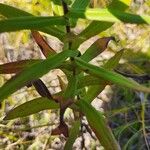 Symphyotrichum novae-angliae Leaf