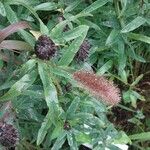 Trifolium rubens ᱵᱟᱦᱟ