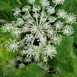 Angelica pubescens MaximFlor