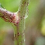 Bunias erucago Bark