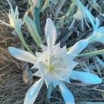 Pancratium maritimum Λουλούδι