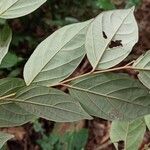 Diospyros onanae List