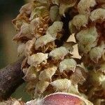 Corylus colurna Flor