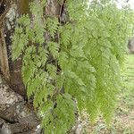 Davallia chaerophylloides Leaf