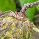 Duguetia riparia Fruit