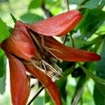 Caiophora hibiscifolia Flower