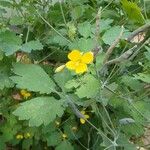 Chelidonium majusFlower