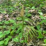 Lycopodium dendroideum Foglia